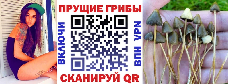 Псилоцибиновые грибы Psilocybine cubensis  где можно купить наркотик  Оха 